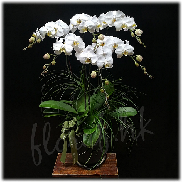 or8 送礼蝴蝶兰 - 白色花蝴蝶兰盆花
